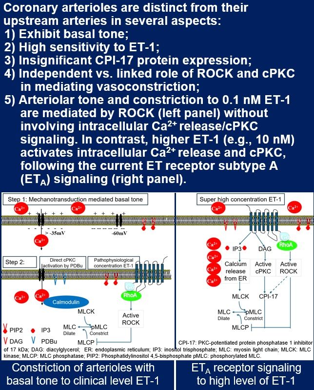 Scientific diagram summarizing ROCK and protein kinase C signaling in coronary arterioles.